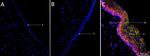 TNF alpha Polyclonal Antibody