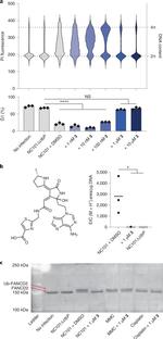 FANCD2 Antibody in Western Blot (WB)