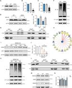 SPDYA Antibody in Western Blot, Immunoprecipitation (WB, IP)