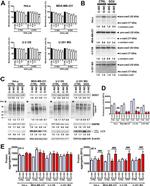 HSP90 beta Antibody in Western Blot (WB)