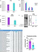 DJ-1 Antibody in Western Blot (WB)