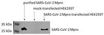 SARS-CoV-2 3CLpro Antibody in Western Blot (WB)