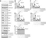 Bcl-W Antibody in Western Blot (WB)
