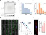 NAV2 Antibody in Western Blot (WB)