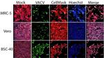 Vaccinia Virus Polyclonal Antibody, FITC