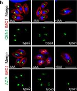 Rabbit IgG (H+L) Cross-Adsorbed Secondary Antibody in Immunocytochemistry (ICC/IF)