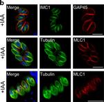 Mouse IgG (H+L) Cross-Adsorbed Secondary Antibody in Immunocytochemistry (ICC/IF)
