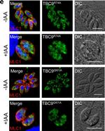 Mouse IgG (H+L) Cross-Adsorbed Secondary Antibody in Immunocytochemistry (ICC/IF)