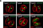 Mouse IgG (H+L) Cross-Adsorbed Secondary Antibody in Immunocytochemistry (ICC/IF)