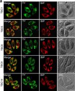 Rabbit IgG (H+L) Cross-Adsorbed Secondary Antibody in Immunocytochemistry (ICC/IF)