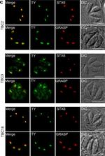 Mouse IgG (H+L) Cross-Adsorbed Secondary Antibody in Immunocytochemistry (ICC/IF)