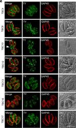 Rabbit IgG (H+L) Cross-Adsorbed Secondary Antibody in Immunocytochemistry (ICC/IF)