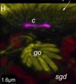 Mouse IgG (H+L) Cross-Adsorbed Secondary Antibody in Immunohistochemistry (IHC)