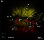 Mouse IgG (H+L) Cross-Adsorbed Secondary Antibody in Immunohistochemistry (IHC)