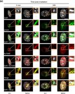 Mouse IgG (H+L) Highly Cross-Adsorbed Secondary Antibody in Immunocytochemistry (ICC/IF)