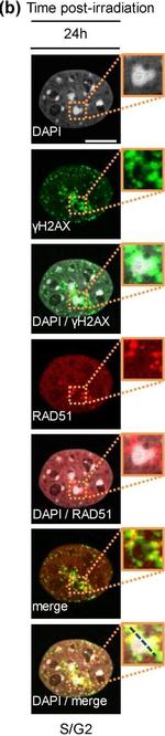 Mouse IgG (H+L) Highly Cross-Adsorbed Secondary Antibody in Immunocytochemistry (ICC/IF)