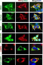 Mouse IgG (H+L) Highly Cross-Adsorbed Secondary Antibody in Immunocytochemistry (ICC/IF)