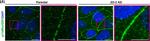 Rabbit IgG (H+L) Highly Cross-Adsorbed Secondary Antibody in Immunocytochemistry (ICC/IF)
