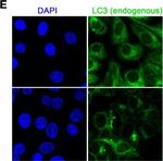 Rabbit IgG (H+L) Cross-Adsorbed Secondary Antibody in Immunocytochemistry (ICC/IF)