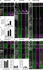 Rabbit IgG (H+L) Secondary Antibody in Immunocytochemistry (ICC/IF)