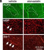 Mouse IgG (H+L) Highly Cross-Adsorbed Secondary Antibody in Immunohistochemistry (Frozen) (IHC (F))