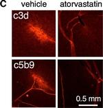 Mouse IgG (H+L) Highly Cross-Adsorbed Secondary Antibody in Immunohistochemistry (Frozen) (IHC (F))