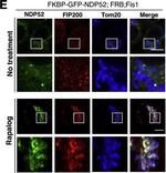 Rabbit IgG (H+L) Highly Cross-Adsorbed Secondary Antibody in Immunocytochemistry (ICC/IF)