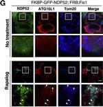 Rabbit IgG (H+L) Highly Cross-Adsorbed Secondary Antibody in Immunocytochemistry (ICC/IF)