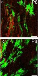 Rat IgG (H+L) Highly Cross-Adsorbed Secondary Antibody in Immunohistochemistry (IHC)