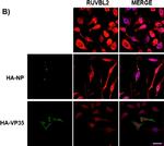 Rabbit IgG (H+L) Cross-Adsorbed Secondary Antibody in Immunocytochemistry (ICC/IF)