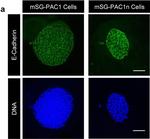 Mouse IgG (H+L) Highly Cross-Adsorbed Secondary Antibody in Immunocytochemistry (ICC/IF)