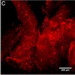 Rabbit IgG (H+L) Cross-Adsorbed Secondary Antibody in Immunocytochemistry (ICC/IF)