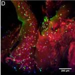Rabbit IgG (H+L) Cross-Adsorbed Secondary Antibody in Immunocytochemistry (ICC/IF)