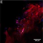 Rabbit IgG (H+L) Cross-Adsorbed Secondary Antibody in Immunocytochemistry (ICC/IF)