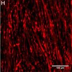 Rabbit IgG (H+L) Cross-Adsorbed Secondary Antibody in Immunocytochemistry (ICC/IF)