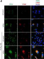 Rabbit IgG (H+L) Highly Cross-Adsorbed Secondary Antibody in Immunocytochemistry (ICC/IF)