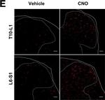 Rabbit IgG (H+L) Cross-Adsorbed Secondary Antibody in Immunocytochemistry (ICC/IF)