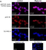 Mouse IgG (H+L) Cross-Adsorbed Secondary Antibody in Immunocytochemistry (ICC/IF)
