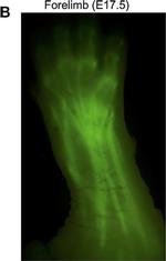 Rat IgG (H+L) Cross-Adsorbed Secondary Antibody in Immunohistochemistry (IHC)
