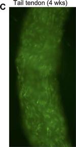 Rat IgG (H+L) Cross-Adsorbed Secondary Antibody in Immunohistochemistry (IHC)