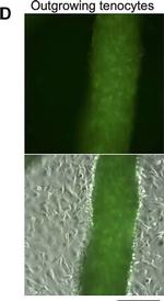 Rat IgG (H+L) Cross-Adsorbed Secondary Antibody in Immunohistochemistry (IHC)