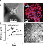 Mouse IgG (H+L) Highly Cross-Adsorbed Secondary Antibody in Immunocytochemistry (ICC/IF)