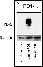 Human IgG1 Fc Secondary Antibody in Western Blot (WB)