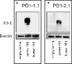 Human IgG1 Fc Secondary Antibody in Western Blot (WB)
