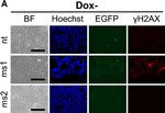 Mouse IgG (H+L) Cross-Adsorbed Secondary Antibody in Immunocytochemistry (ICC/IF)