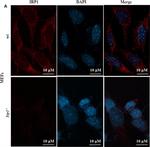 Rabbit IgG (H+L) Cross-Adsorbed Secondary Antibody in Immunocytochemistry (ICC/IF)