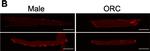 Rabbit IgG (H+L) Highly Cross-Adsorbed Secondary Antibody in Immunocytochemistry (ICC/IF)