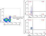 FOXP3 Antibody in Flow Cytometry (Flow)