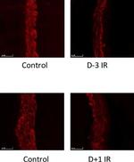 Rat IgG (H+L) Cross-Adsorbed Secondary Antibody in Immunohistochemistry (Frozen) (IHC (F))