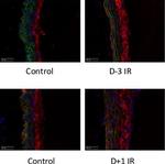 Rat IgG (H+L) Cross-Adsorbed Secondary Antibody in Immunohistochemistry (Frozen) (IHC (F))